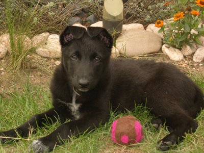 Irix jardin baballe.jpg