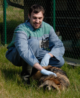 tanuki.jpg