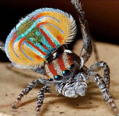 evolution-win-cool-tarantula.jpg