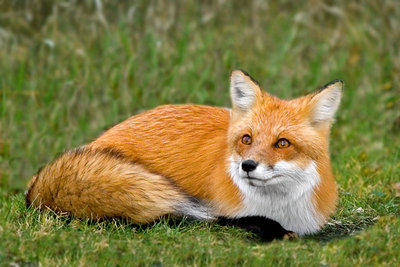 renard.jpg