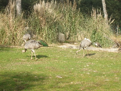 DSCF0769.JPG