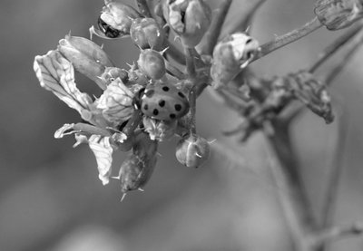 1196147-telgruc-sur-mer-france-coccinel.jpg