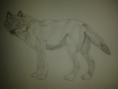 dessin loup.jpg